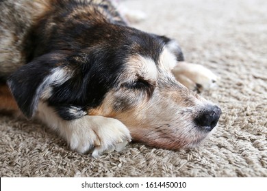 A Sleepy Senior Pet German Shepherd Mix Breed Dog Is Resting As His Health Is Ailing In His Old Age.