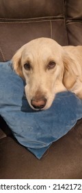 Sleepy Skye With Her Favourite Teddy