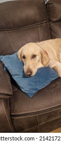 Sleepy Skye With Her Favourite Teddy