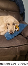 Sleepy Skye With Her Favourite Teddy