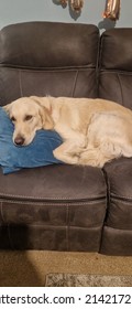 Sleepy Skye With Her Favourite Teddy