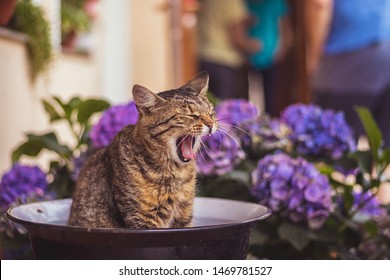 Sleepy tabby cat sitting in bowl on porch and yawns, around blue and purple hydrangea flowers, in background people in garden - Powered by Shutterstock