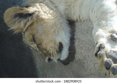 Sleepy Tiger Relaxing At The Denver Zoo