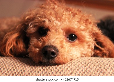 Sleepy Toy Poodle