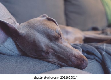 Sleepy Weimaraner Dog On The Couch At Night, With TV Glow From The Side.  Close Up Of Napping Large Breed Dog On Furniture At Home.