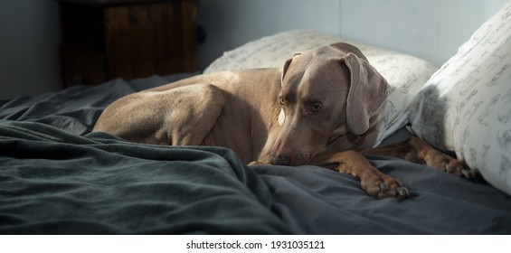 A Sleepy Weimaraner Rests On Soft Fleece Blankets In The Morning Sun.  Cozy Pet Lying On Bed With Pillows Looking Cute And Tired.  