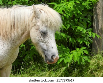 Sleepy White Horse On Farm On Prince Edward Island In Canada