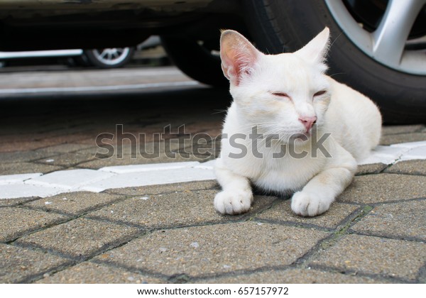 Sleepy White Short Hair Cat is Lying near the Car\
Wheel in the Car Parking
