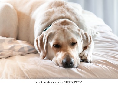 sleepy yellow labrador in white bed - Shutterstock ID 1830932234