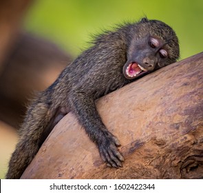 Sleepy young baboon yawns while laying on tree limb.