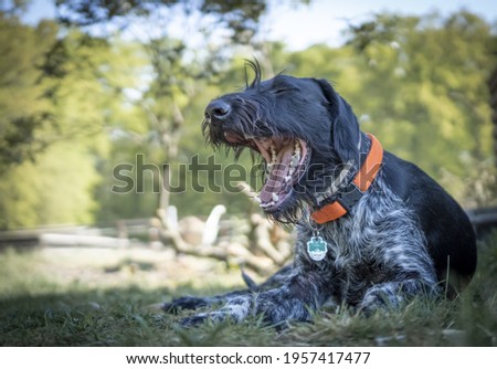 A sleepy young German Wirehaired Pointer (Deutsch Drahthaar) lying in the garden yawning