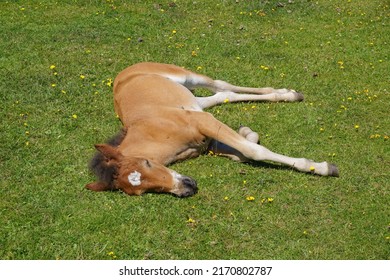 sleepy young horse foal laying on grass. Small cute horse hot and tired from the summer sun. 