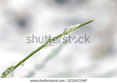 Similar – Image, Stock Photo Frozen Moss Winter