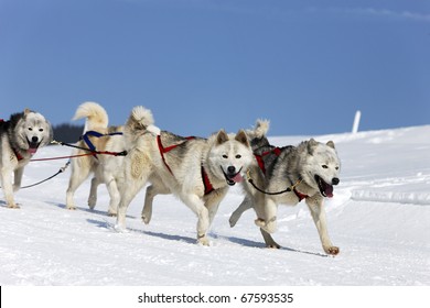 sleigh dogs