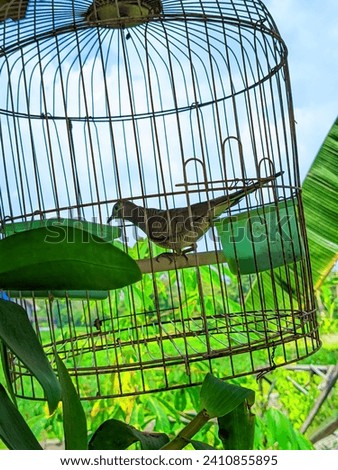 Sleman, Yogyakarta - December 28, 2023:
Javanese turtledove in a cage in Sleman, Yogyakarta.