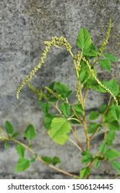 315 Slender Amaranth Images, Stock Photos & Vectors | Shutterstock