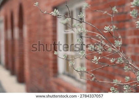 Slender bare branch with small buds beside white window frame on red brick wall, Huashan 1914, Zhongzheng District, Taipei, Taiwan, cement loss at brick joints, white patches on ground left.
