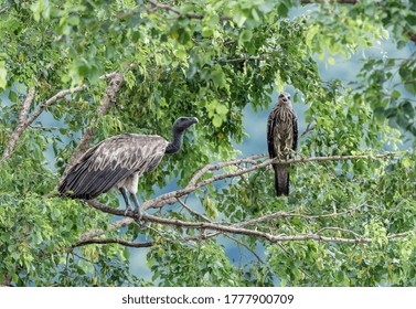 Slender Billed Vulture And Black Kite Sitting On Tree