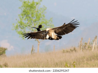 Slender Billed Vulture Landing Image With Both Wings Open Where Crow Touch The Vulture Wings