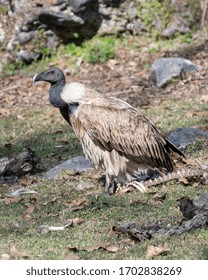 Slender Billed Vulture Sitting Alone On Forest On Ground