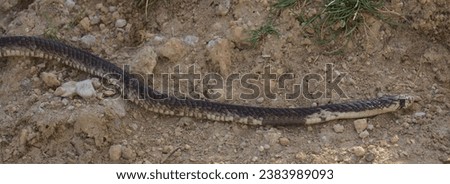 slender black mamba flicking its forked tongue and slithering along dirt road in the wild amboseli national park, kenya