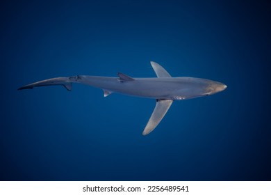 Slender Blue Shark from above Azores - Shutterstock ID 2256489541