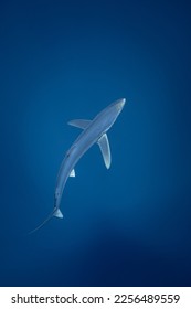 Slender Blue Shark from above Azores  - Shutterstock ID 2256489559