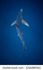Slender Blue Shark from above Azores - Shutterstock ID 2256489563