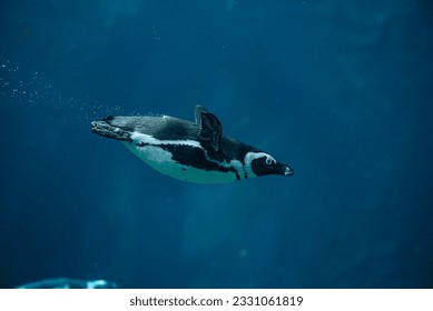 Slender and fast penguin in the frame of air bubbles quickly swims in the blue water. blue background. Poland, Wroclaw 2023 - Powered by Shutterstock