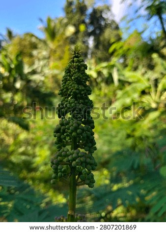 Slender green flower spike with tiny unopened buds against lush tropical greenery.