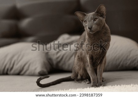 A slender grey Oriental cat is perched on a bed with grey pillows in a home interior setting. The cat, belonging to the Oriental breed.  