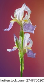Slender iris stem with buds and emerging petals, pale lavender markings and crisp white top petals, midtone gradient background, botanical hero shot