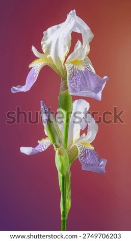 Slender iris stem with buds and emerging petals, pale lavender markings and crisp white top petals, midtone gradient background, botanical hero shot