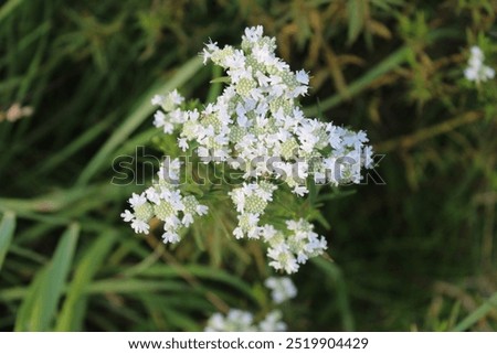 Slender mountain mint at Pine Dunes Forest Preserve in Antioch, Illinois