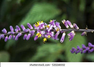 Slender Palm Lily Or Narrow-leaved Palm Lily, Cordyline Stricta, Flower Of The Asparagaceae Family Originating In Australia And Widely Used In Gardening - Sao Paulo, SP, Brazil - October 2, 2011