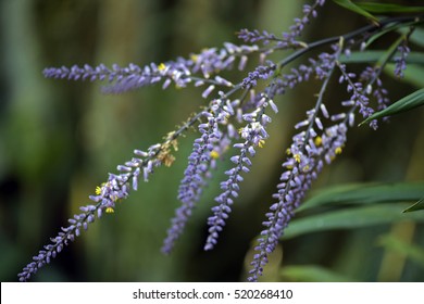 Slender Palm Lily Or Narrow-leaved Palm Lily, Cordyline Stricta, Flower Of The Asparagaceae Family Originating In Australia And Widely Used In Gardening - Sao Paulo, SP, Brazil - September 19 , 2015