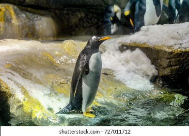 水族館 ペンギン の画像 写真素材 ベクター画像 Shutterstock