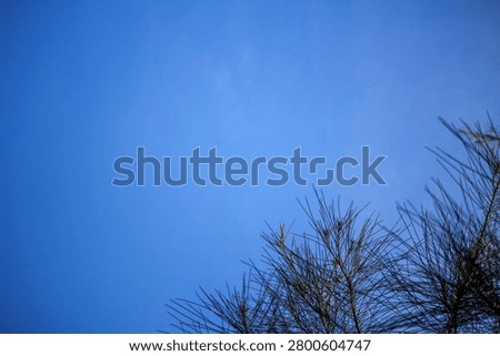 Slender pine tree needles extend into a vast, clear blue sky, occupying the lower corner of the frame