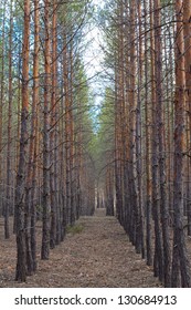slender pine trees