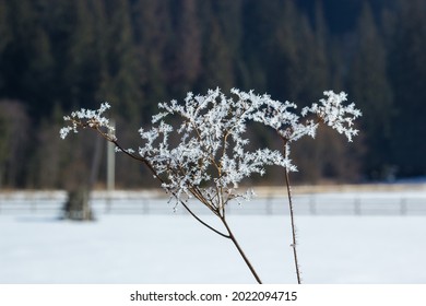 The Slender Plant Was Frozen Into Ice. Macro Shooting