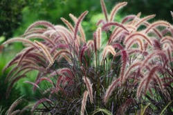 Slender Plumes Of Purple Fountain Grass Waving Wistfully Against A Green Background.