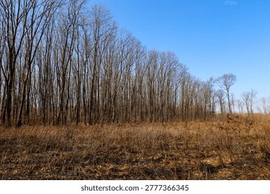 Slender rows of bare trees stand along a dry russet field under an endless bright blue sky on a clear day. This quiet early spring or late autumn landscape conveys the serenity of wild nature