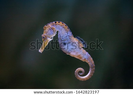 The slender seahorse or longsnout seahorse (Hippocampus reidi) 