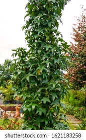'Slender Silhouette' American sweetgum (Liquidambar styraciflua 'Slender Silhouette') in a garden, showing the narrowly upright (fastigiate) growth habit