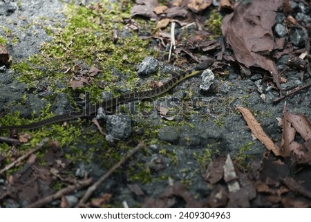 A slender snake slithers over mossy stones and leaf debris on the forest floor.