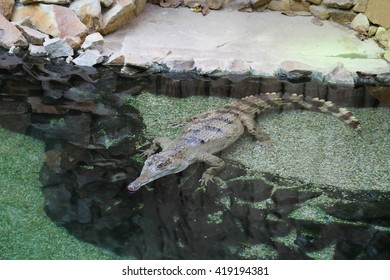 Slender- Snouted Crocodile at the Zoo/Slender Snouted Crocodile-Mecistops Cataphractus