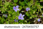 Slender speedwell or creeping speedwell (Veronica filiformis) close-up on a blurred background