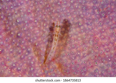 Slender Spongegoby Pleurosicya elongata Philippines - Shutterstock ID 1864735813