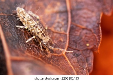 Slender Springtail On Leaf Litter