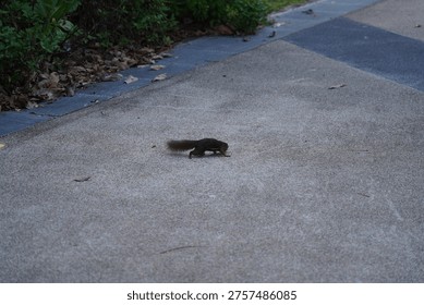 A slender squirrel (Sciurus carolinensis) scurries across the pavement in this outdoor wildlife shot. The squirrel is captured in motion, its tail held high as it moves along the grey stone surface.